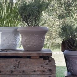 Serralunga Uva Spina