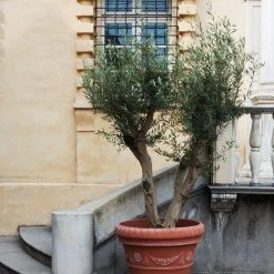 Serralunga Festonato